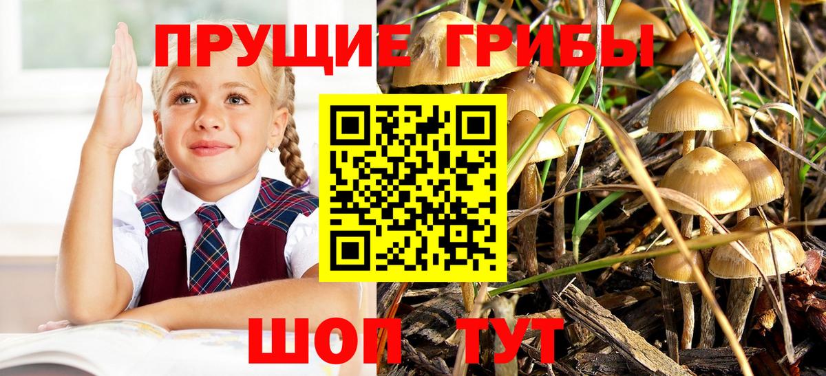 Псилоцибиновые грибы Psilocybine cubensis Алапаевск